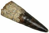 Fossil Spinosaurus Tooth - Real Dinosaur Tooth #355707-1